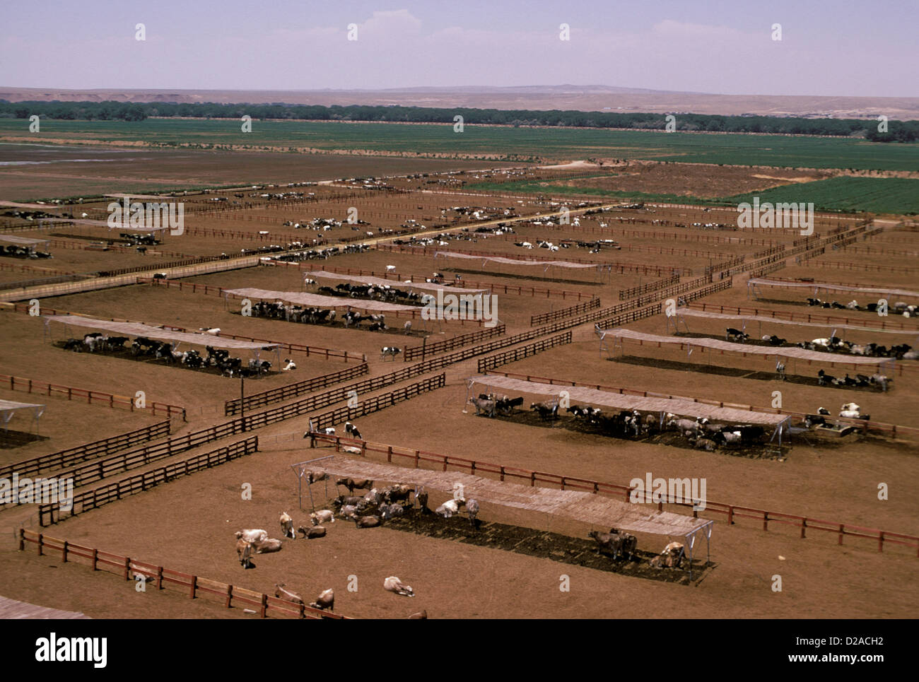 New Mexico Albuquerque Overview Of Dairy Cows At Dairy Farm Stock Photo Alamy