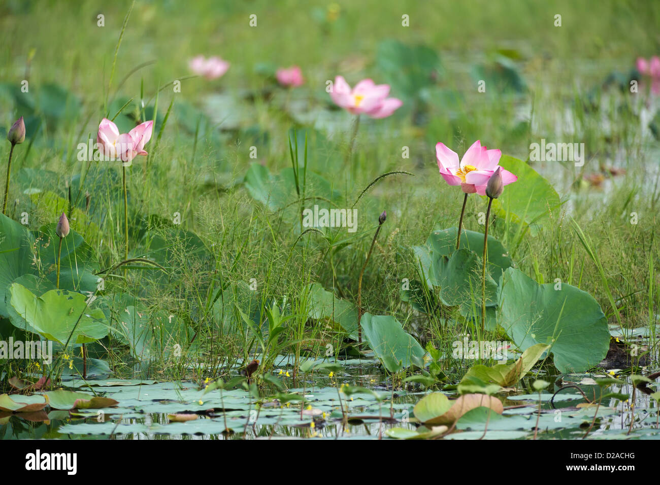 Lotus flowers in wild tropical meadow Stock Photo - Alamy