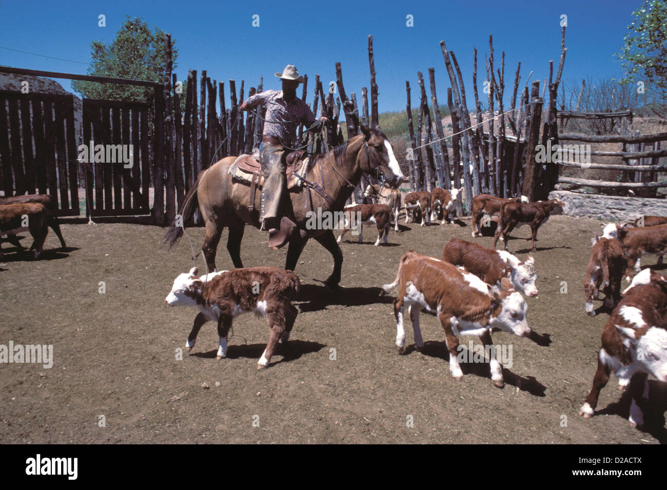 Cattle farm arizona hi-res stock photography and images - Alamy