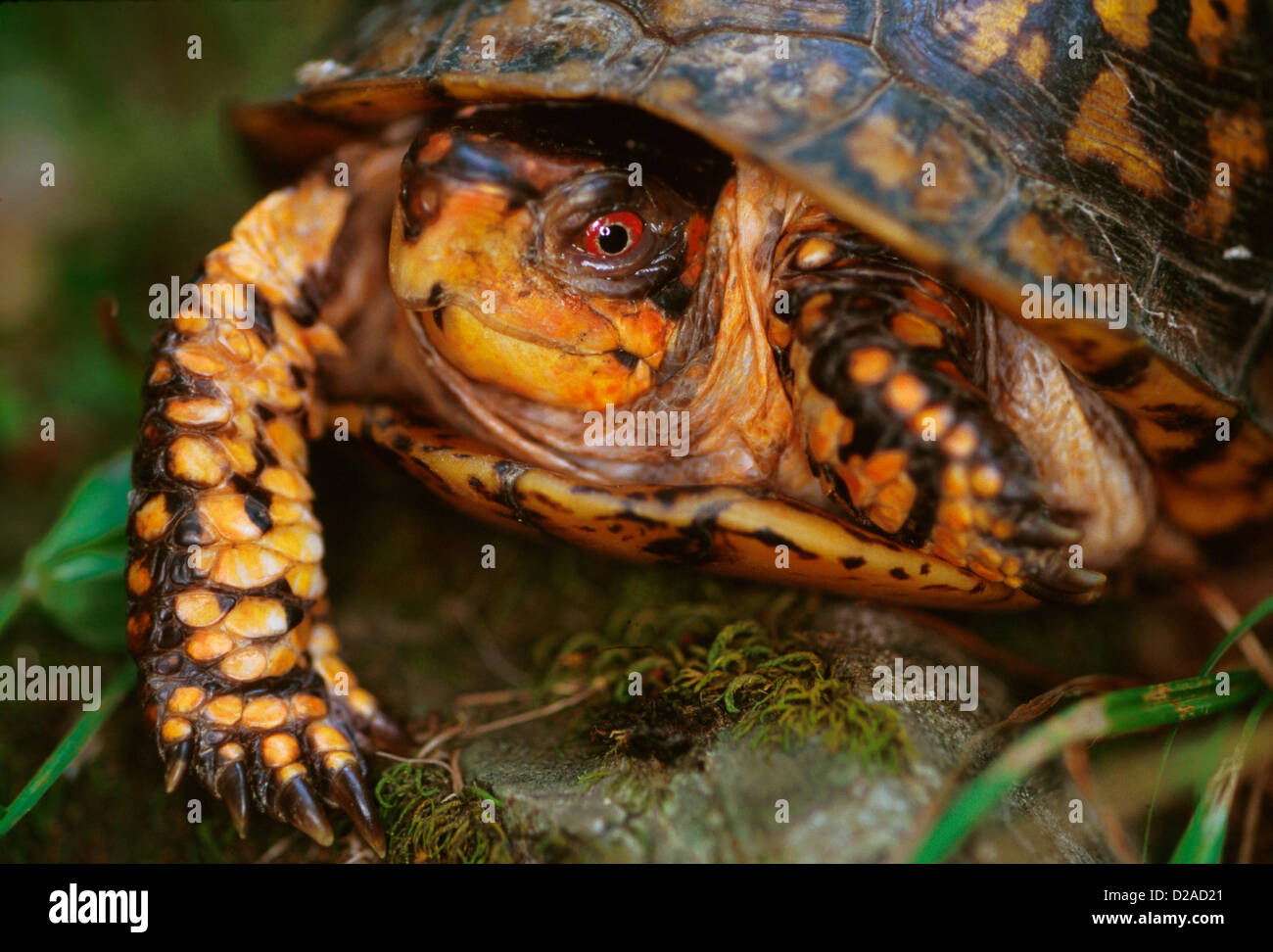 Virginia, Rockbridge County. Painted Turtle Stock Photo Alamy