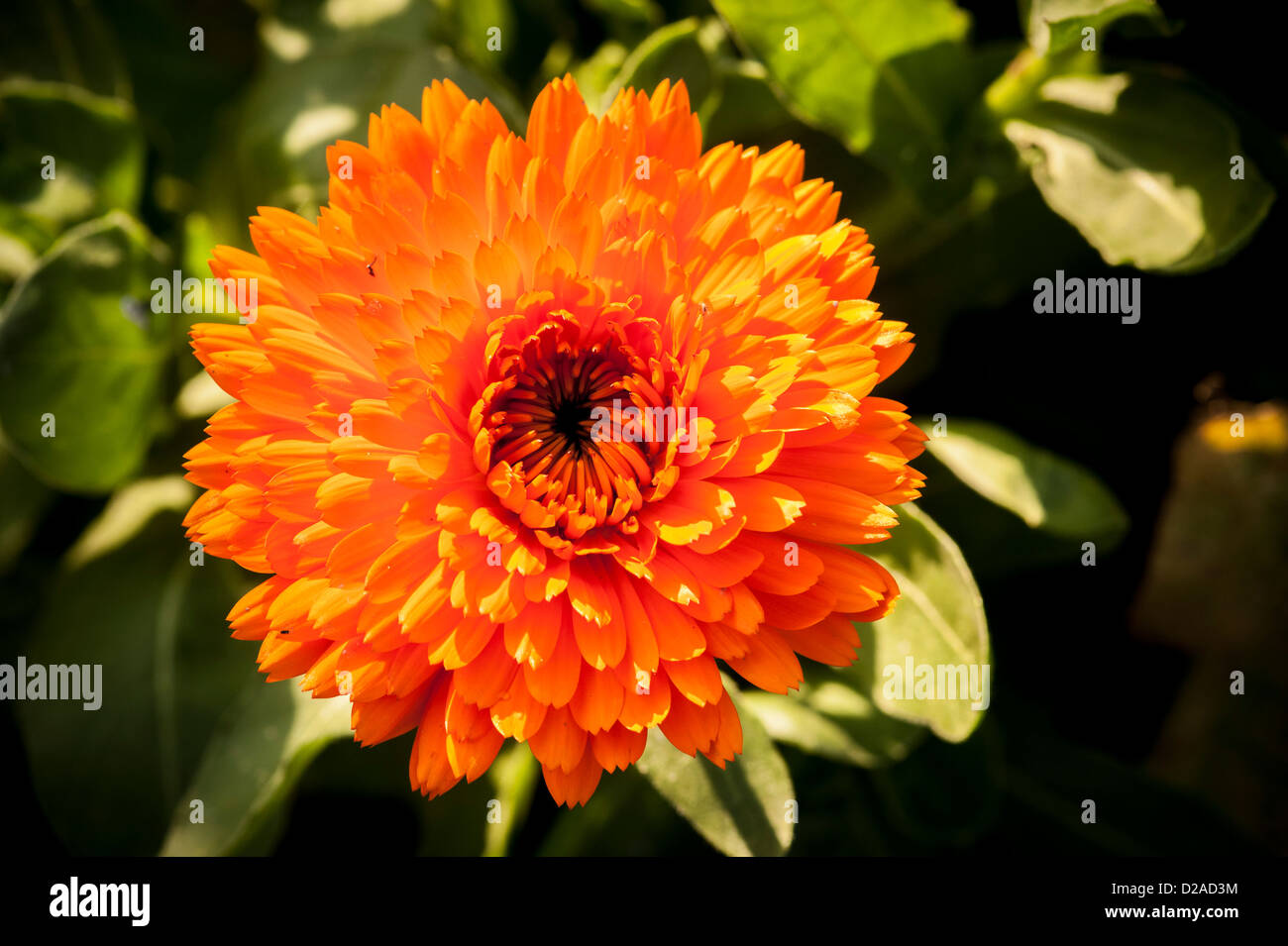 Marigold flower growing on allotment Stock Photo Alamy