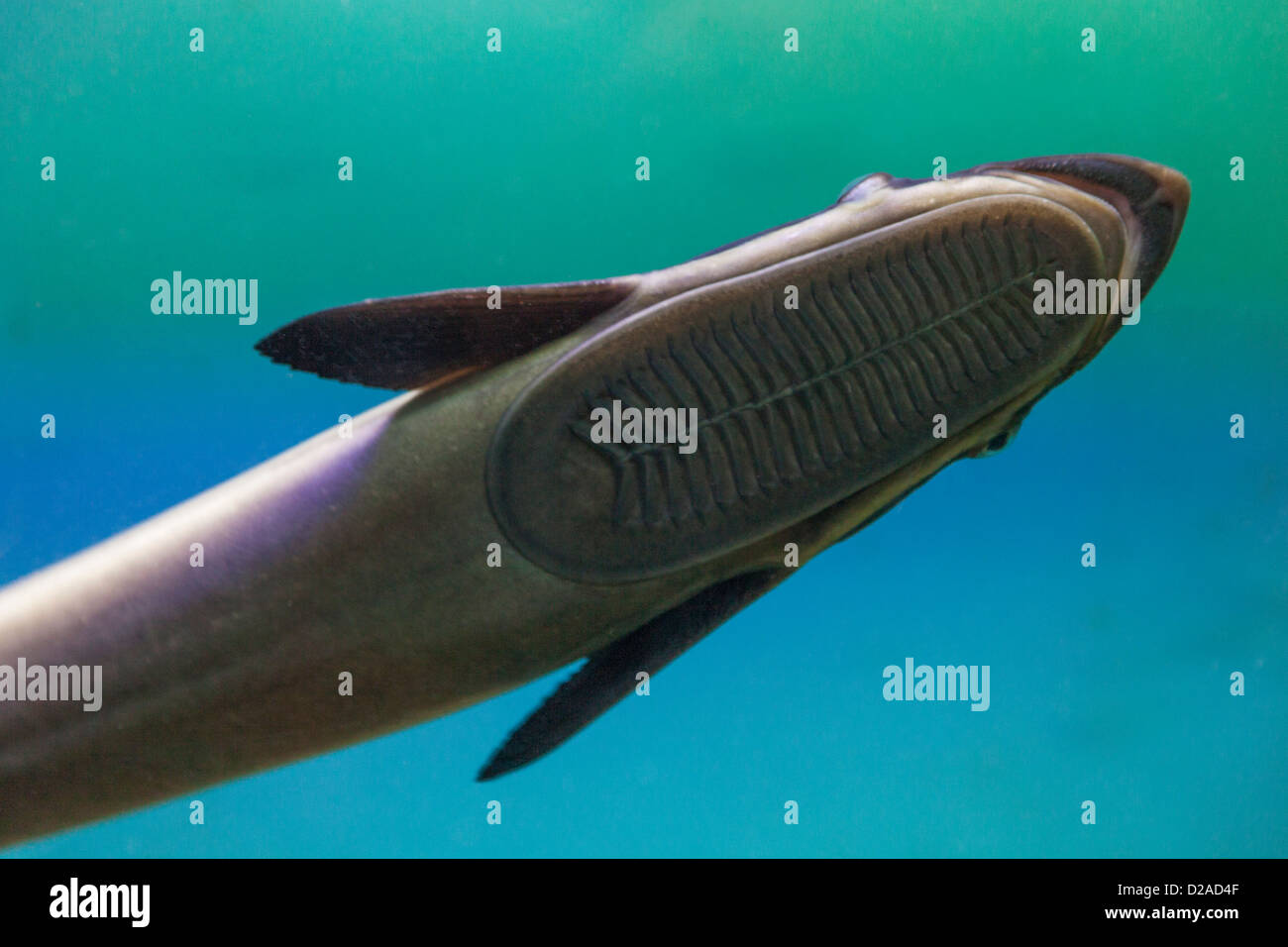 Vietnam, Nha Trang, National Oceanographic Museum, Shark Sucker Fish (Echeneis) Stock Photo