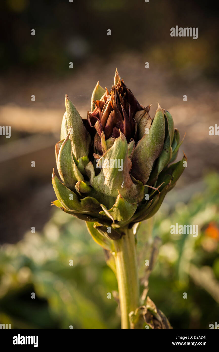 Globe Artichoke growing on allotment Stock Photo Alamy