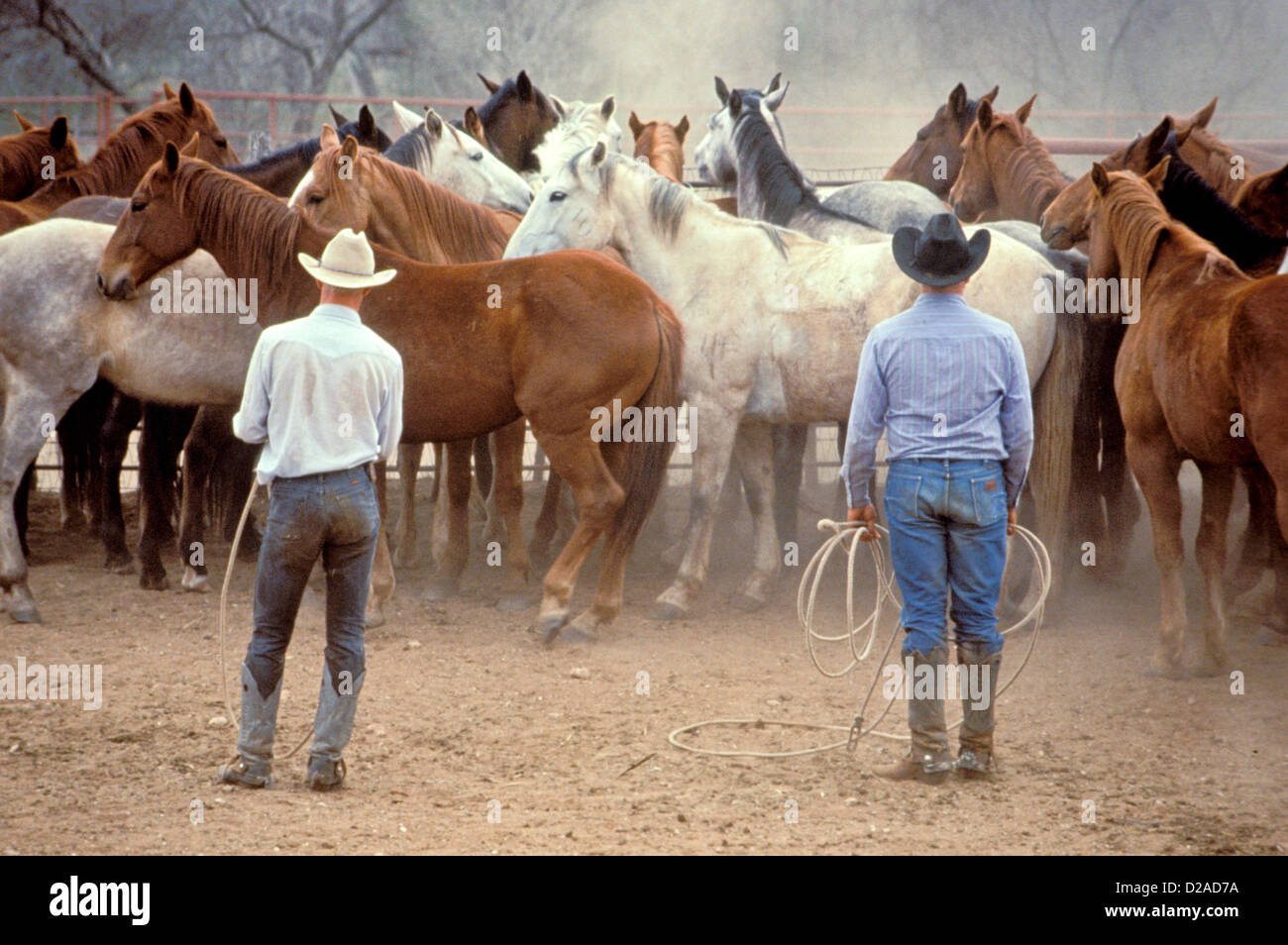 Texas, Guthrie. Pitchfork Ranch Farmers With Horses Stock Photo Alamy