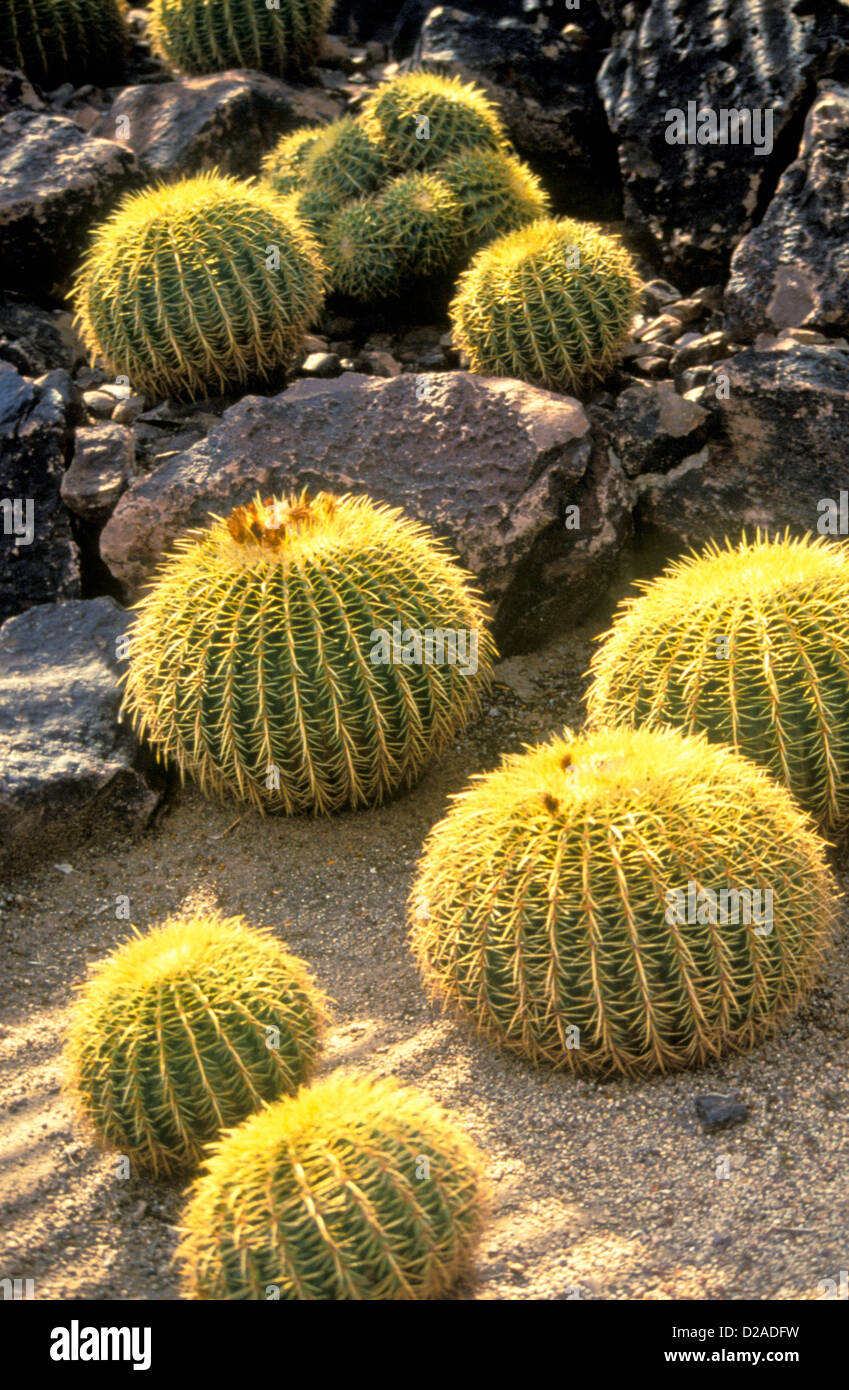 Arizona. Barrel Cactus Stock Photo