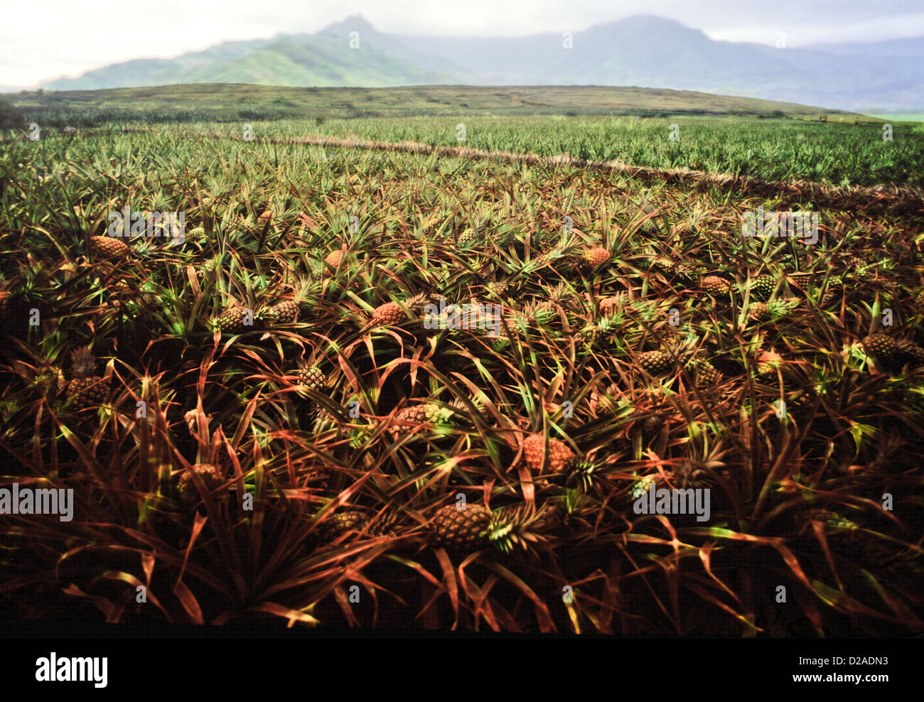 Hawaii, Lanai. Field Of Pineapples Stock Photo Alamy