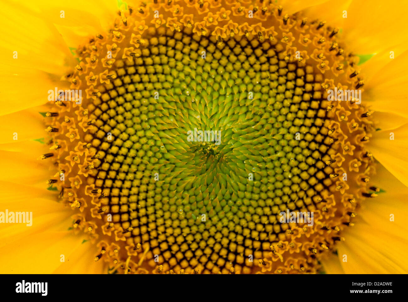 Detail Of Sunflower Stock Photo
