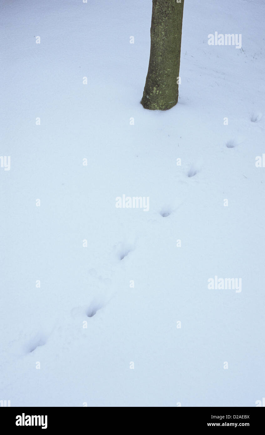 Tracks of cat through snow passing Rowan tree Stock Photo