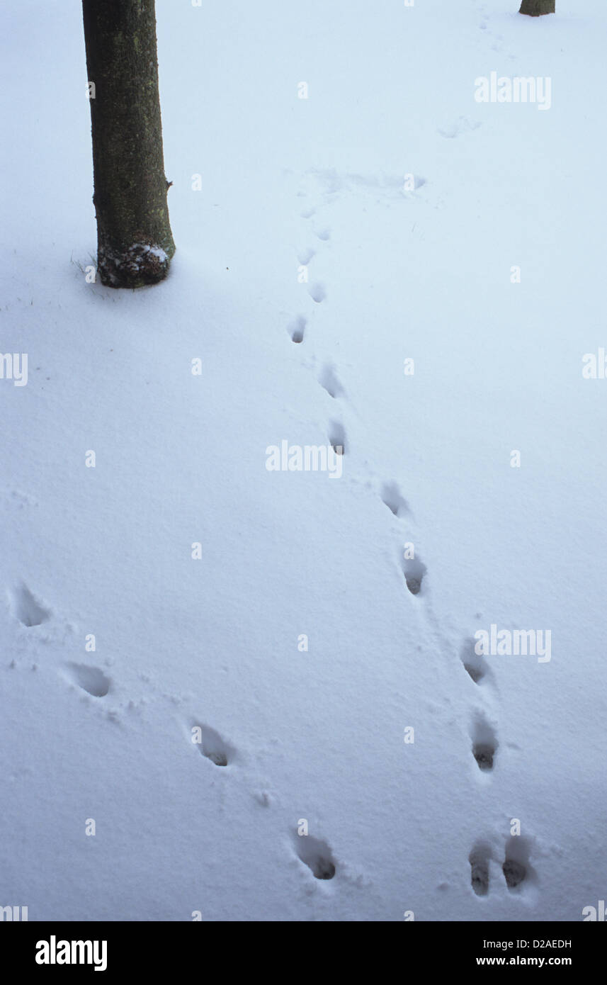 Two sets of tracks of cat through snow passing Rowan trees Stock Photo