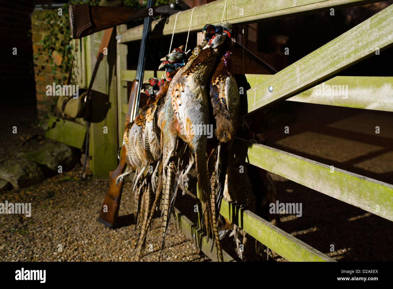 Pheasant Shooting, carcasses hanging on wooden gate. Stock Photo