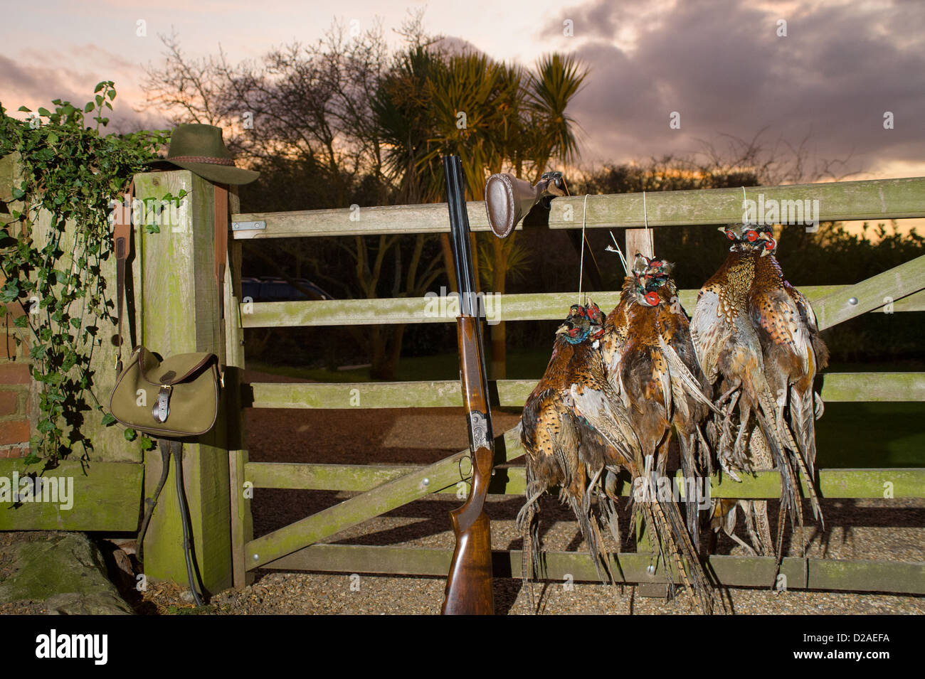Pheasant Shooting, carcasses hanging on wooden gate. Stock Photo