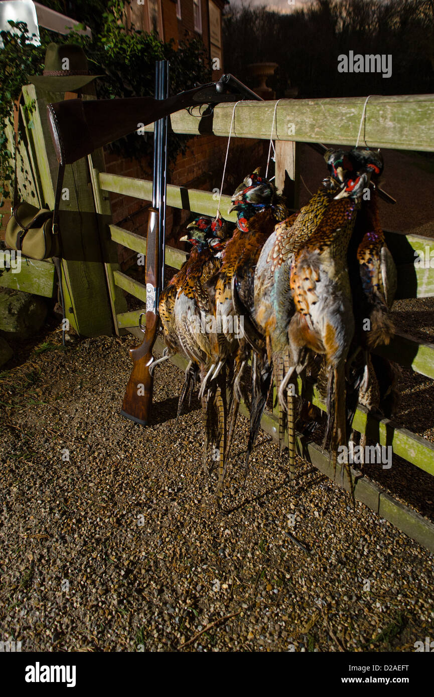 Pheasant Shooting, carcasses hanging on wooden gate with shot gun. Stock Photo