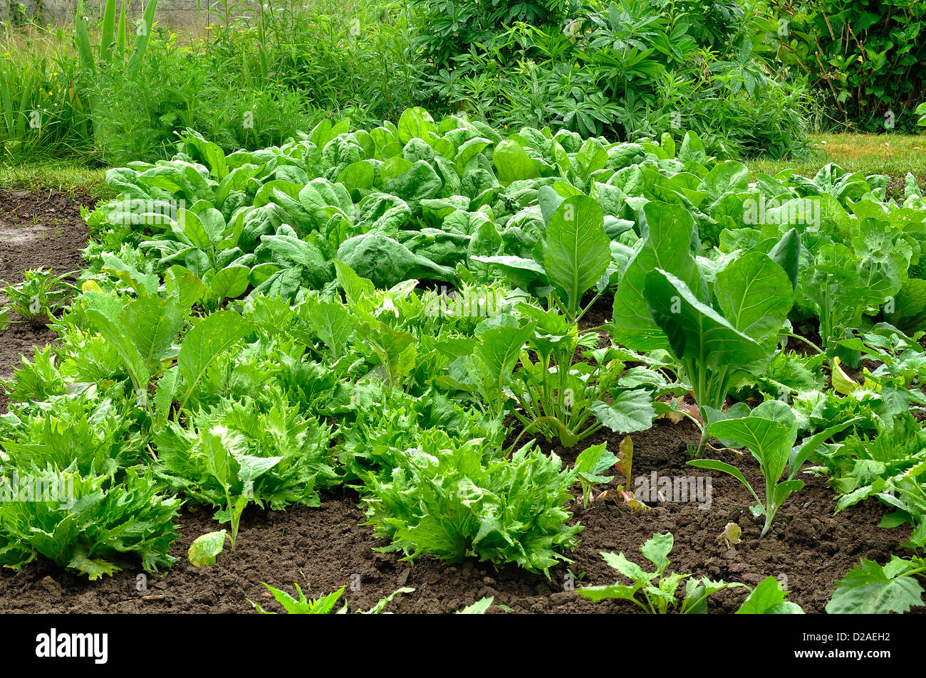 Vegetable plot of spinachs (Spinacia oleracea), variety : 'Matador', and some lettuces (Batavia 'Reine des glaces') and cabbages (Milan cabbage). Stock Photo