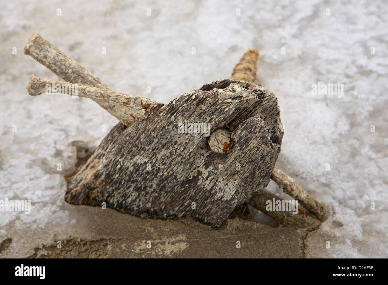 close-up of shipwreck remains showing wooden rib and iron spikes Stock Photo