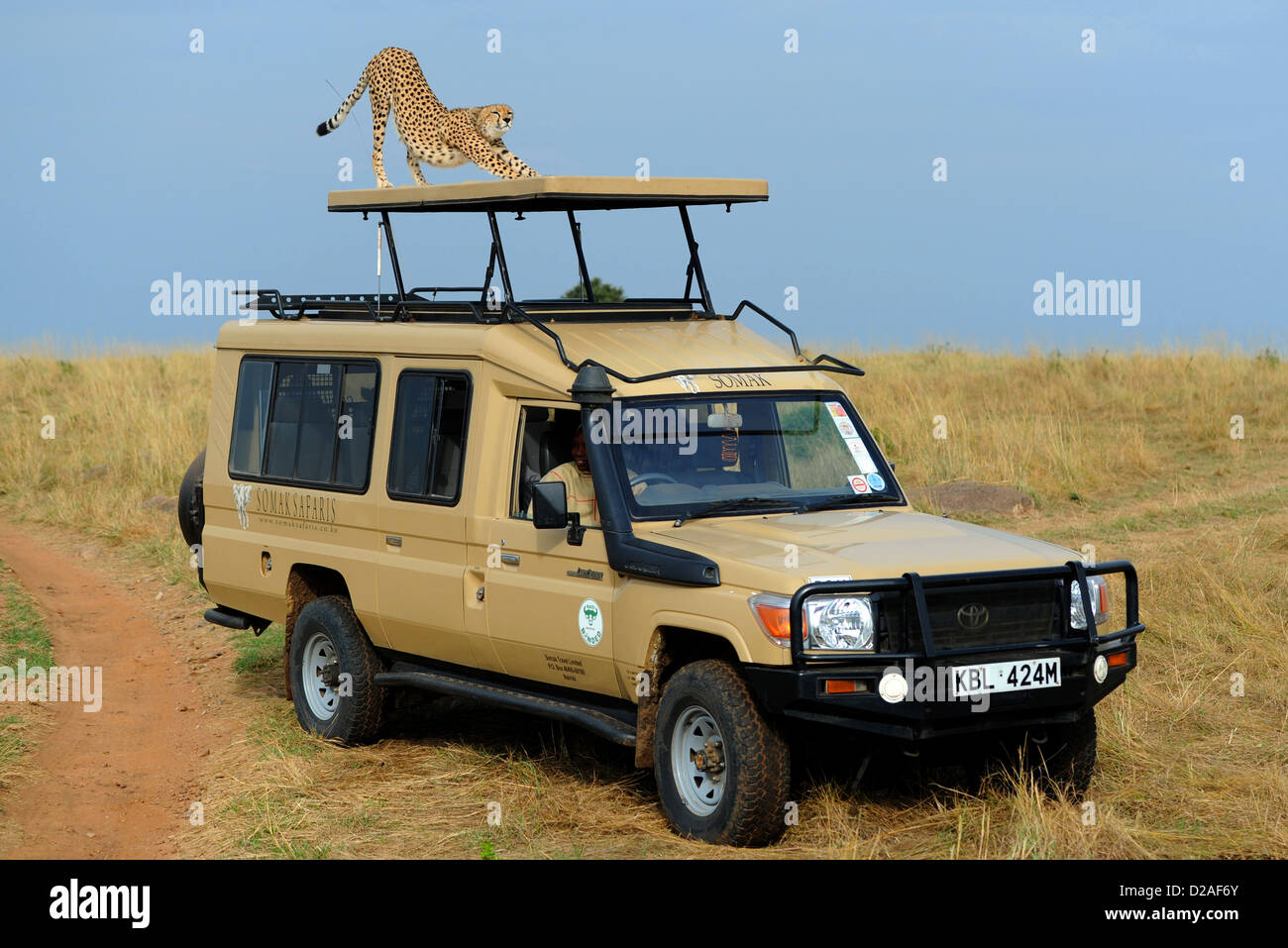 Cheetah stretching on top of safari vehicle in the Masai Mara National Reserve, Kenya Stock Photo