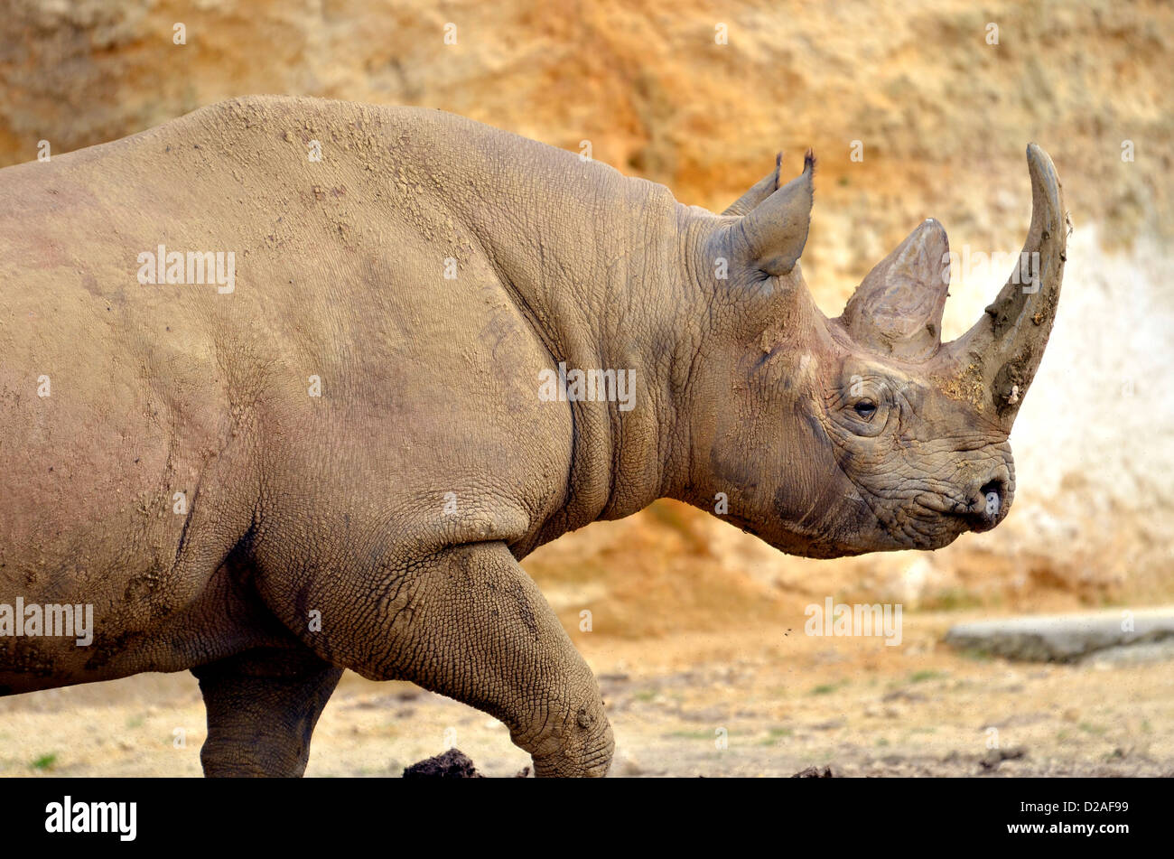 Closeup black rhinoceros (Diceros bicornis) walking Stock Photo