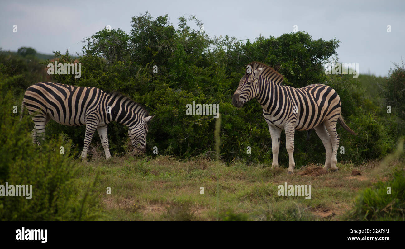 South Africa, Eastern Cape, Addo Elephant National Park, Burchell's zebra (Equus burchellii), Stock Photo