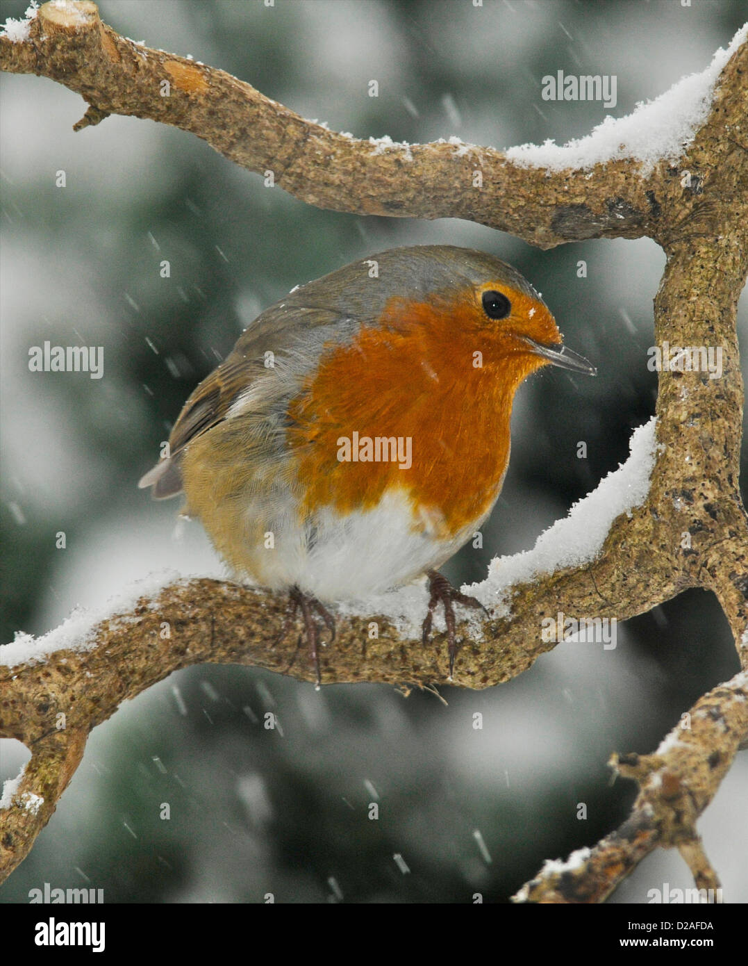 Petworth, Sussex. 18th Jan, 2013. Wild birds including this Robin (Erithaccus rubelica) in Petworth, Sussex, are starving as snow blankets large areas of the UK to a depth of several inches. Stock Photo