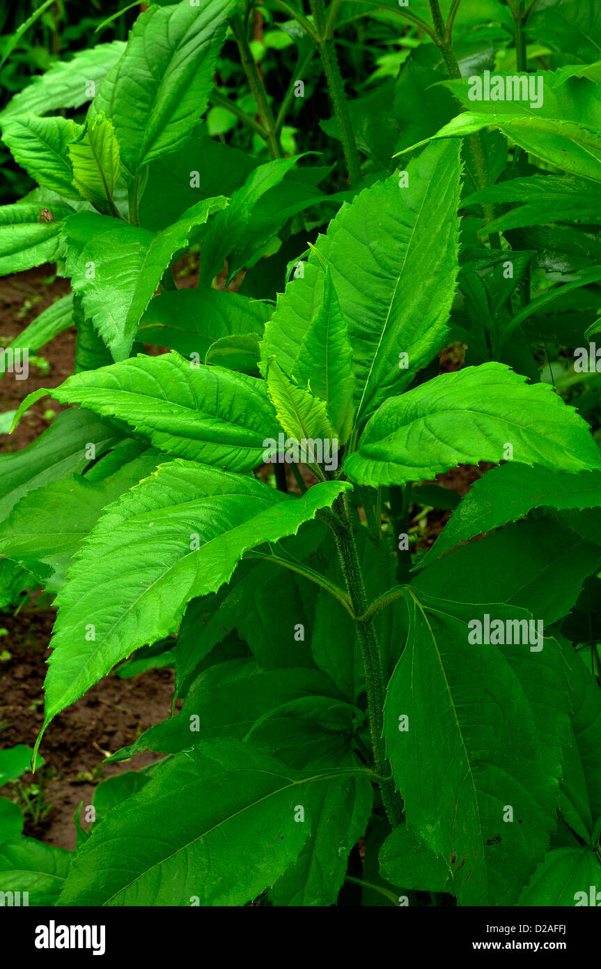 Lush green foliage of the Jerusalem artichoke (Helianthus tuberosus