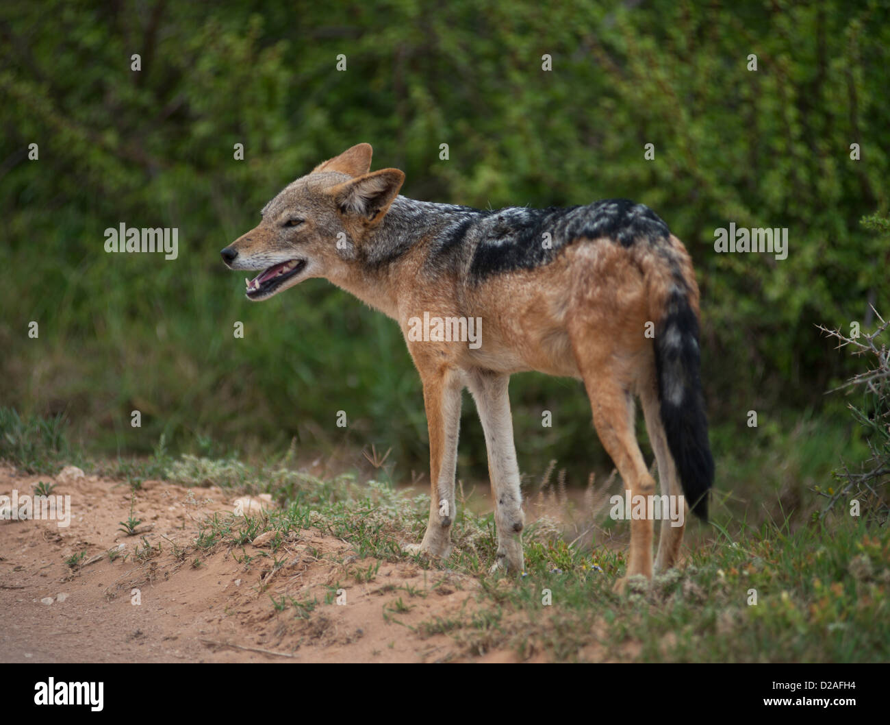 South Africa, Eastern Cape, Addo Elephant National Park, Black-backed jackal (silver-backed jackal) (Canis mesomelas), Stock Photo