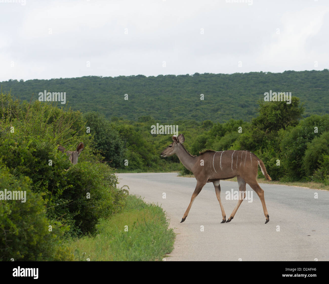 South Africa, Eastern Cape, Addo Elephant National Park, female kudu, Stock Photo
