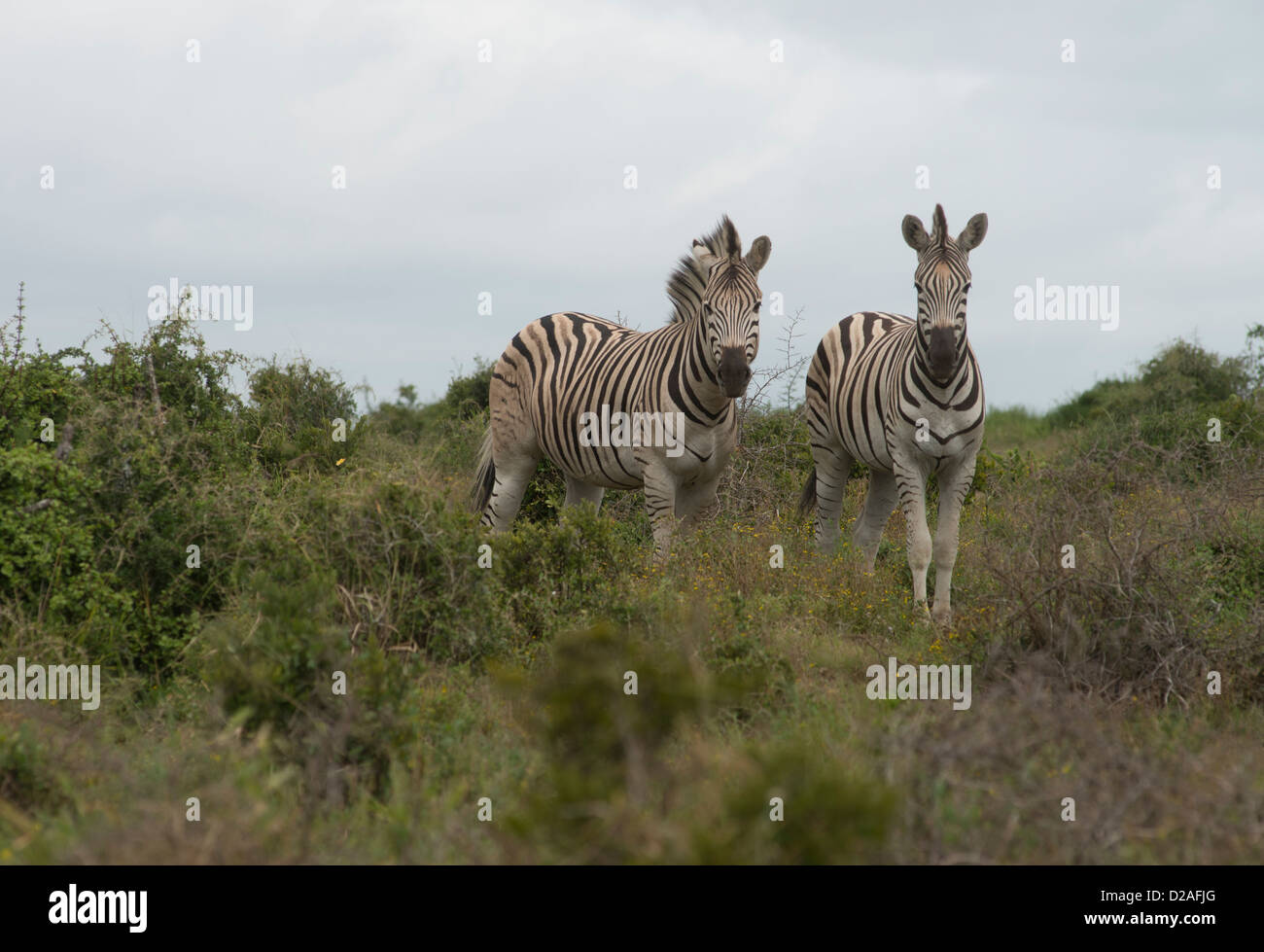 South Africa, Eastern Cape, Addo Elephant National Park, Burchell's zebra (Equus burchellii), Stock Photo