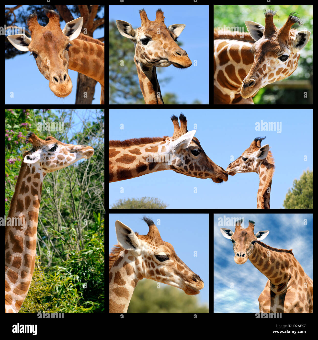 Seven photos of giraffes (Giraffa camelopardalis) Stock Photo