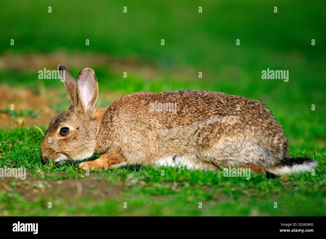 A rabbit lying down in a field UK Stock Photo Alamy