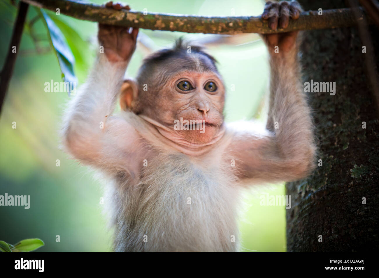 A monkey swinging from a tree in Goa, India Stock Photo