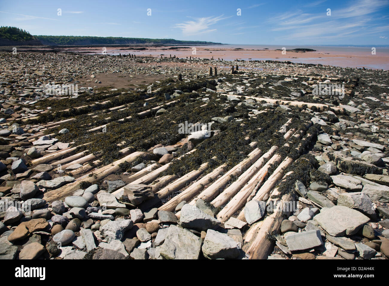 Remains of wooden piers and jetties from the coal mining industry on the beach at the Joggins fossil cliffs Stock Photo