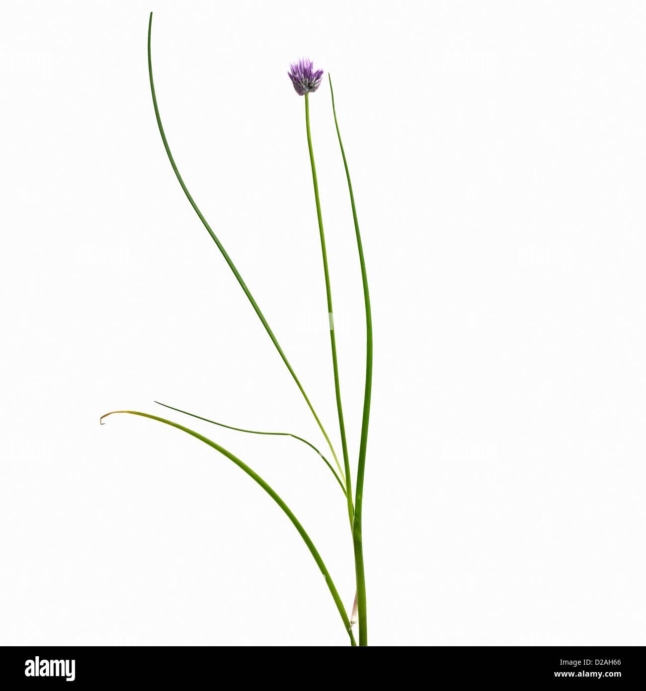 Flower stalk hires stock photography and images Alamy