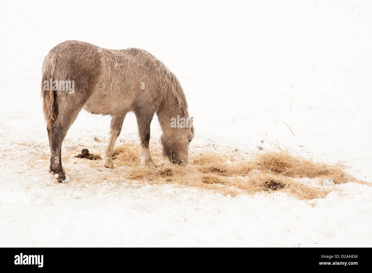 Tasburgh, Norfolk, UK. 18th January 2013. Horses grazing in the snow.  Stock Photo