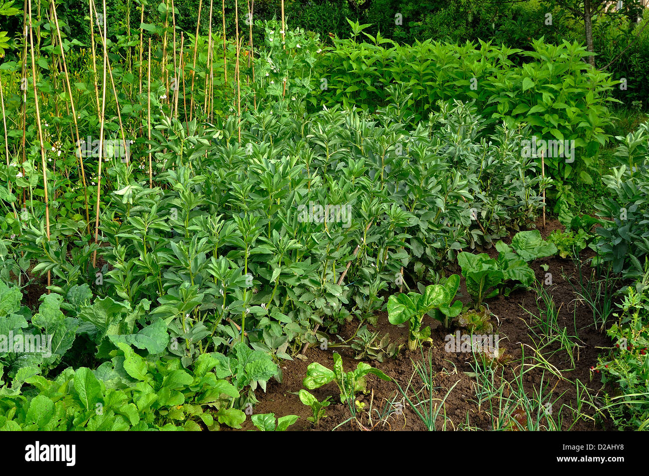 Vegetables plots : beets, broad beans (Vicia faba), peas with bamboo canes, Jerusalem artichoke, in june. Stock Photo