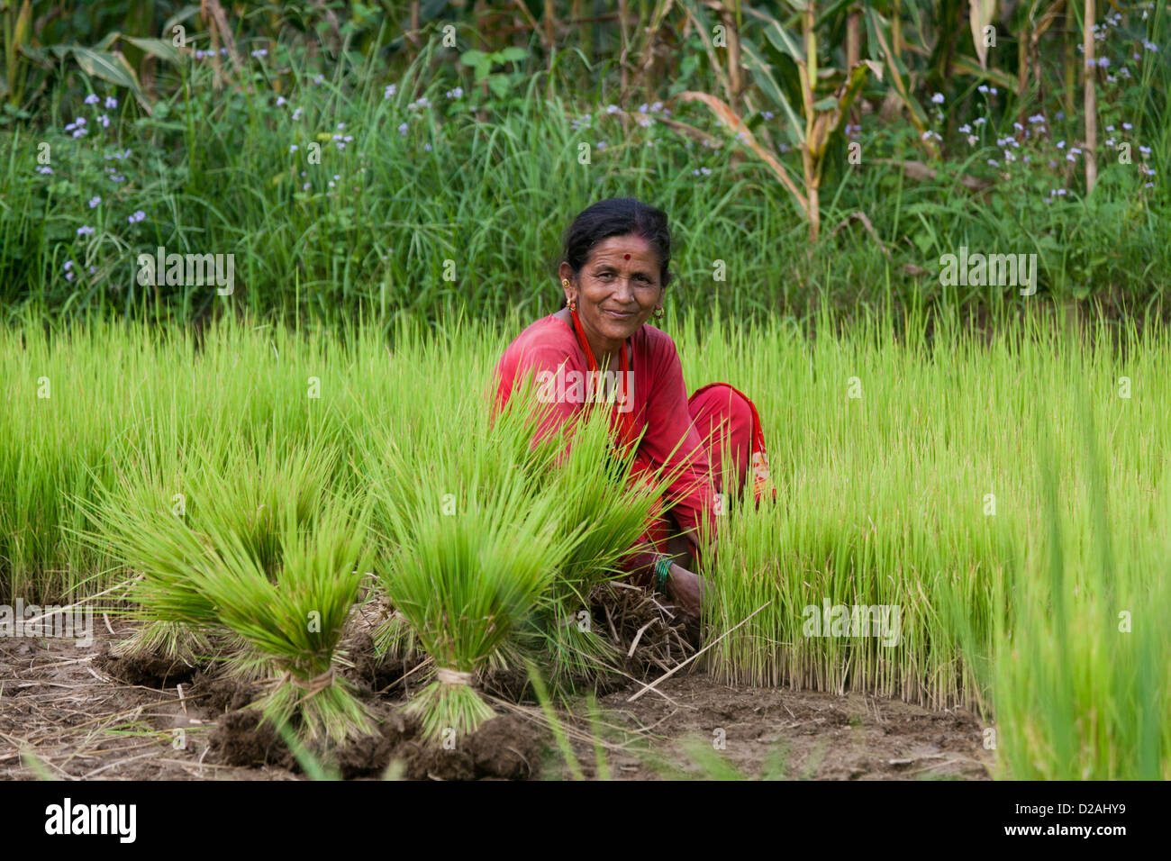 A woman collects rice seedlings to plant them in her paddy field. Stock Photo