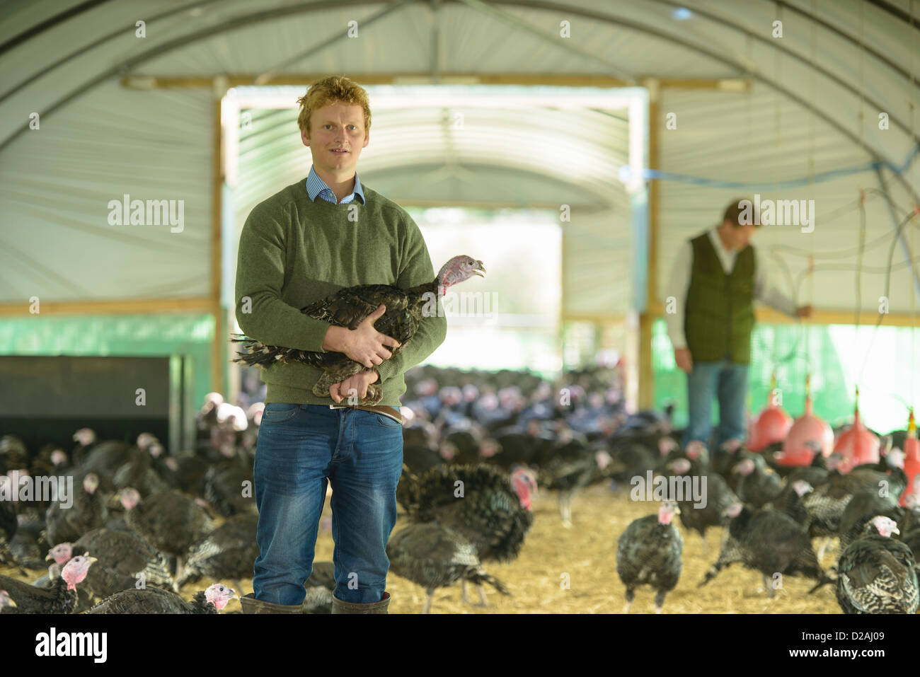 Turkey farmer hires stock photography and images Alamy