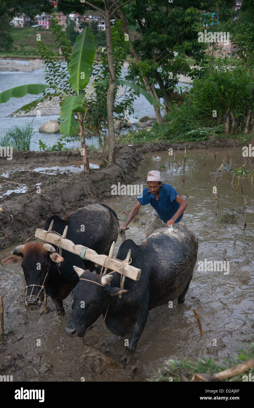 A farmer plows his rice paddy with a water buffalo, the traditional Nepalese way. Stock Photo