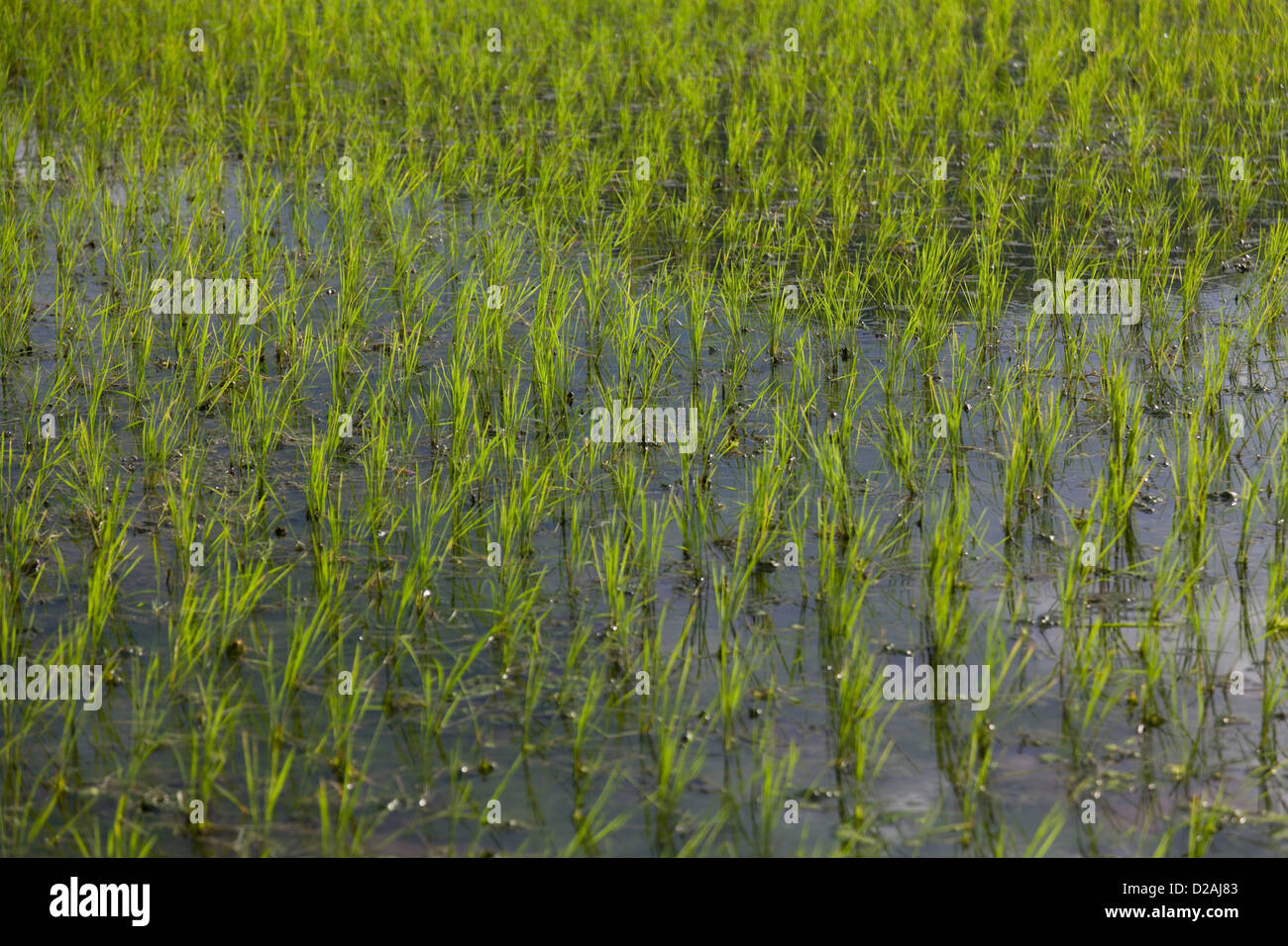 Water logged rice seedlings in hi-res stock photography and images - Alamy