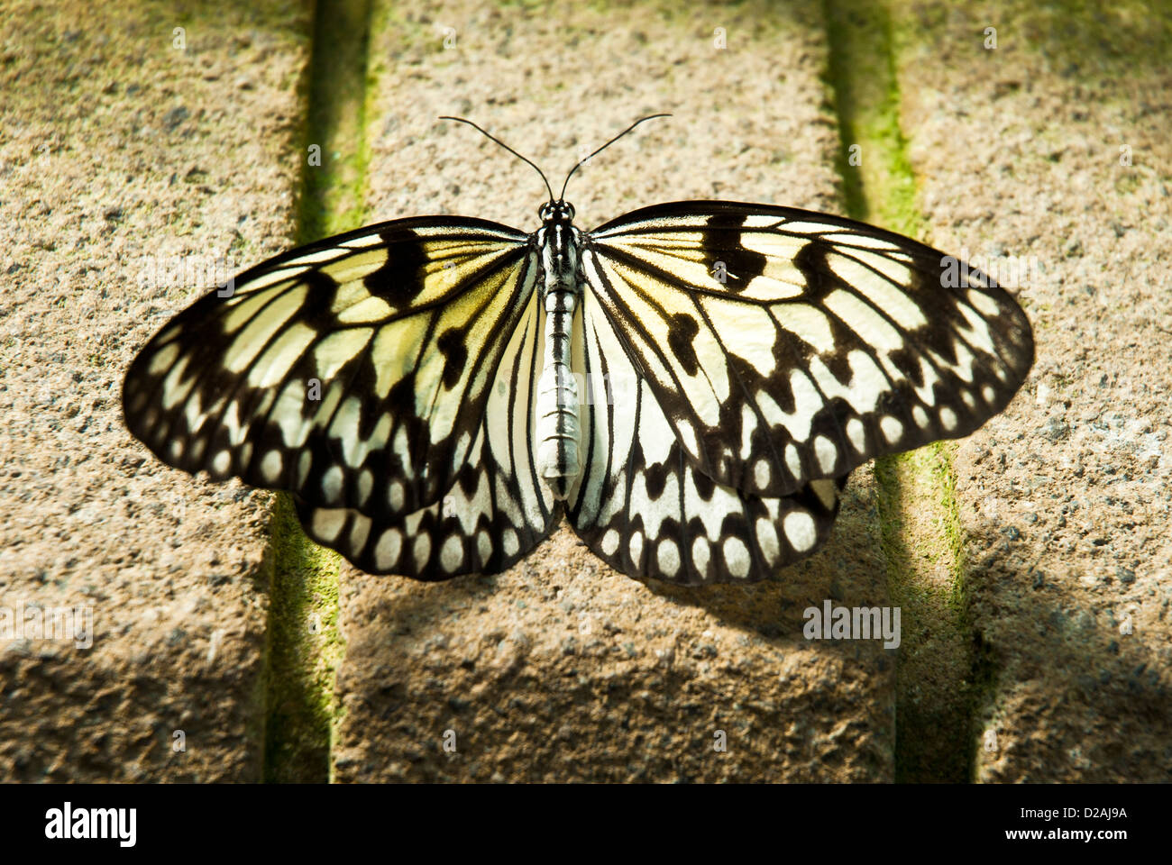 Delicate butterfly 'tree nymph', black and white, contrasted against solid stone paving Stock Photo