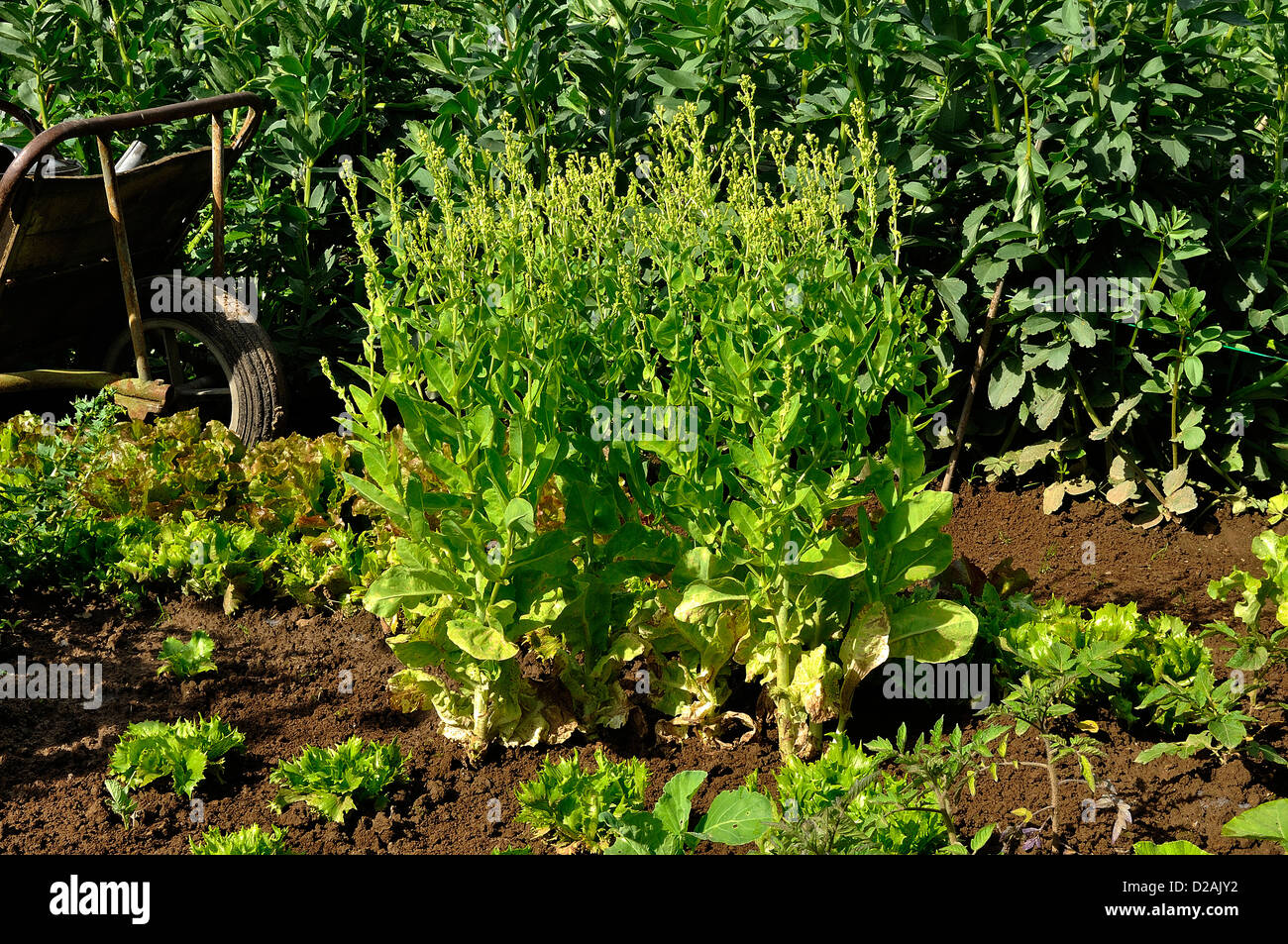 Lettuce at the end of maturity (variety "Val broad beans in