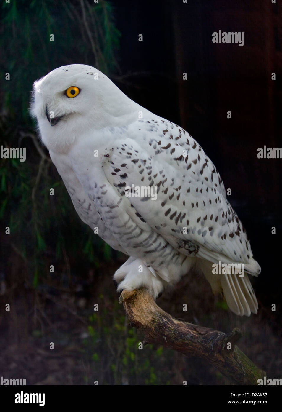 Juvenile male Snowy Owl (bubo scandiacus Stock Photo - Alamy