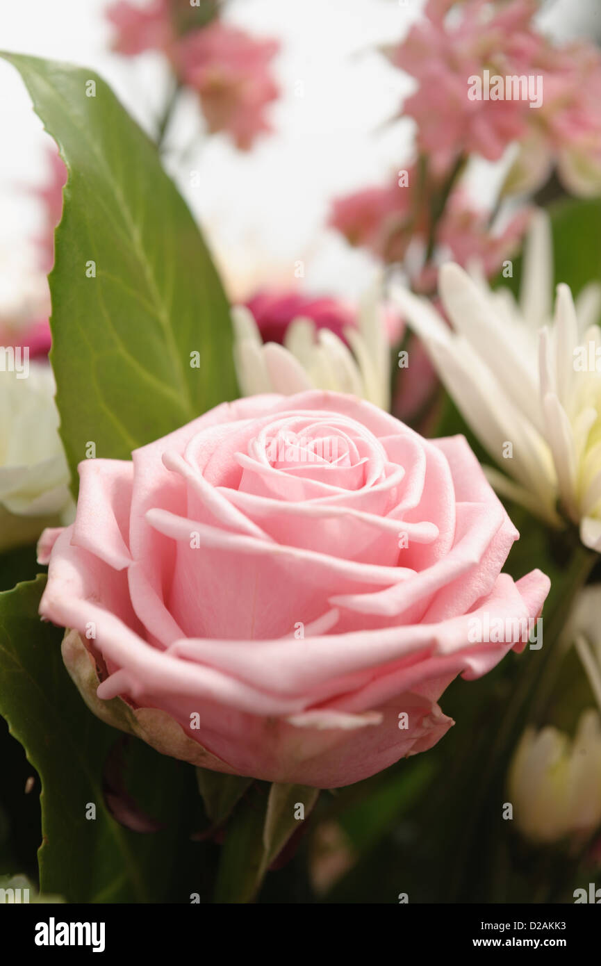 Flower arrangement - dusky pink rose Stock Photo