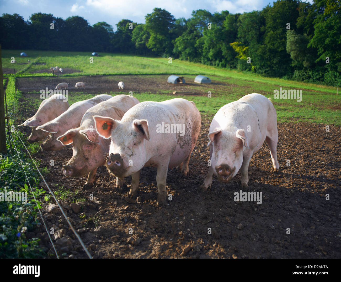 Pigs rooting in dirt field Stock Photo