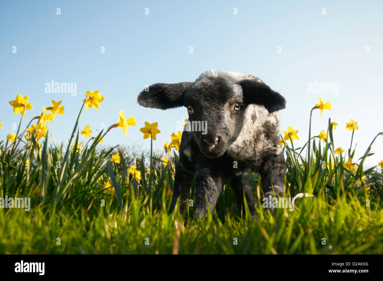 Lamb walking in field of flowers Stock Photo