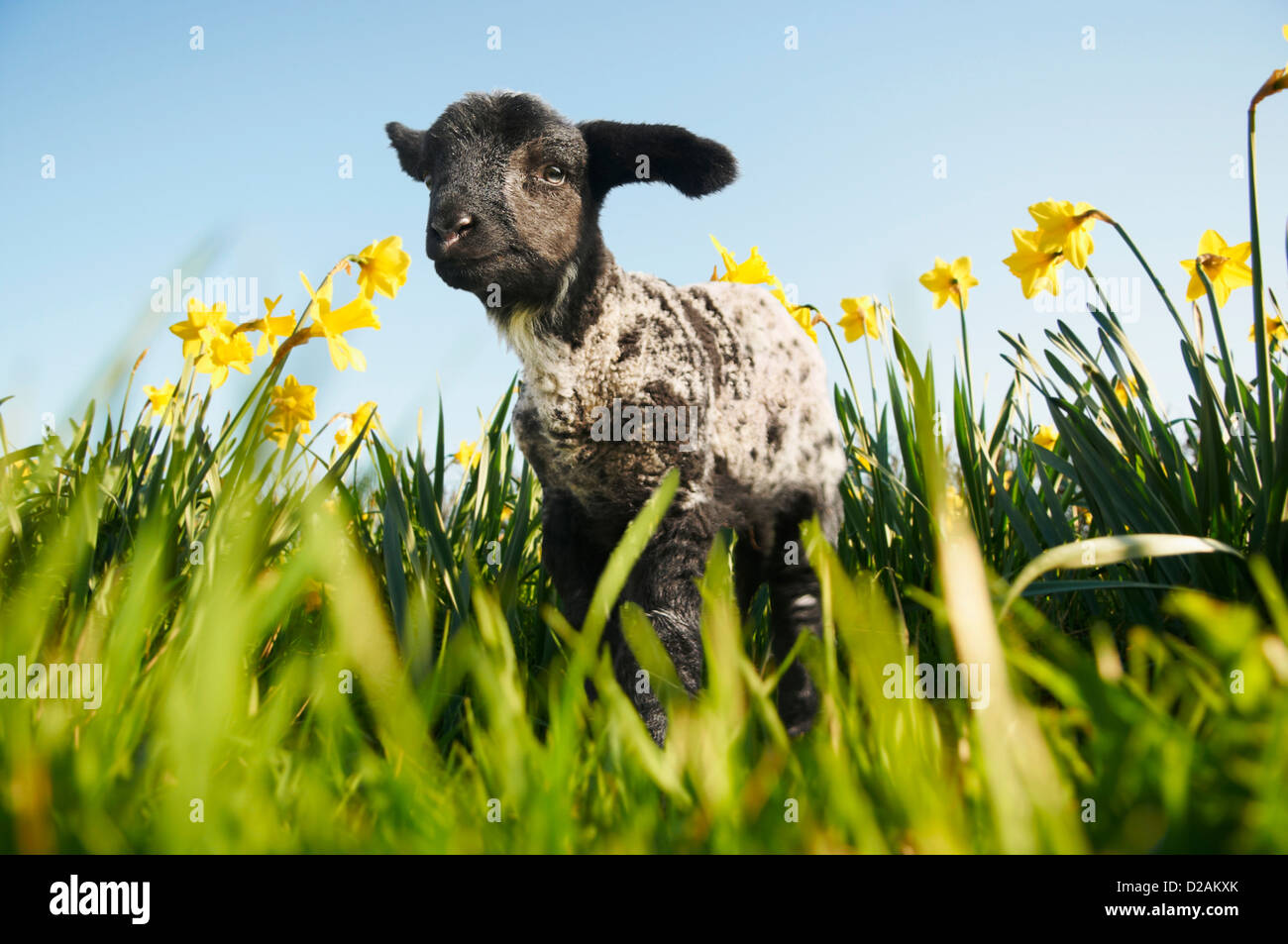 Lamb walking in field of flowers Stock Photo