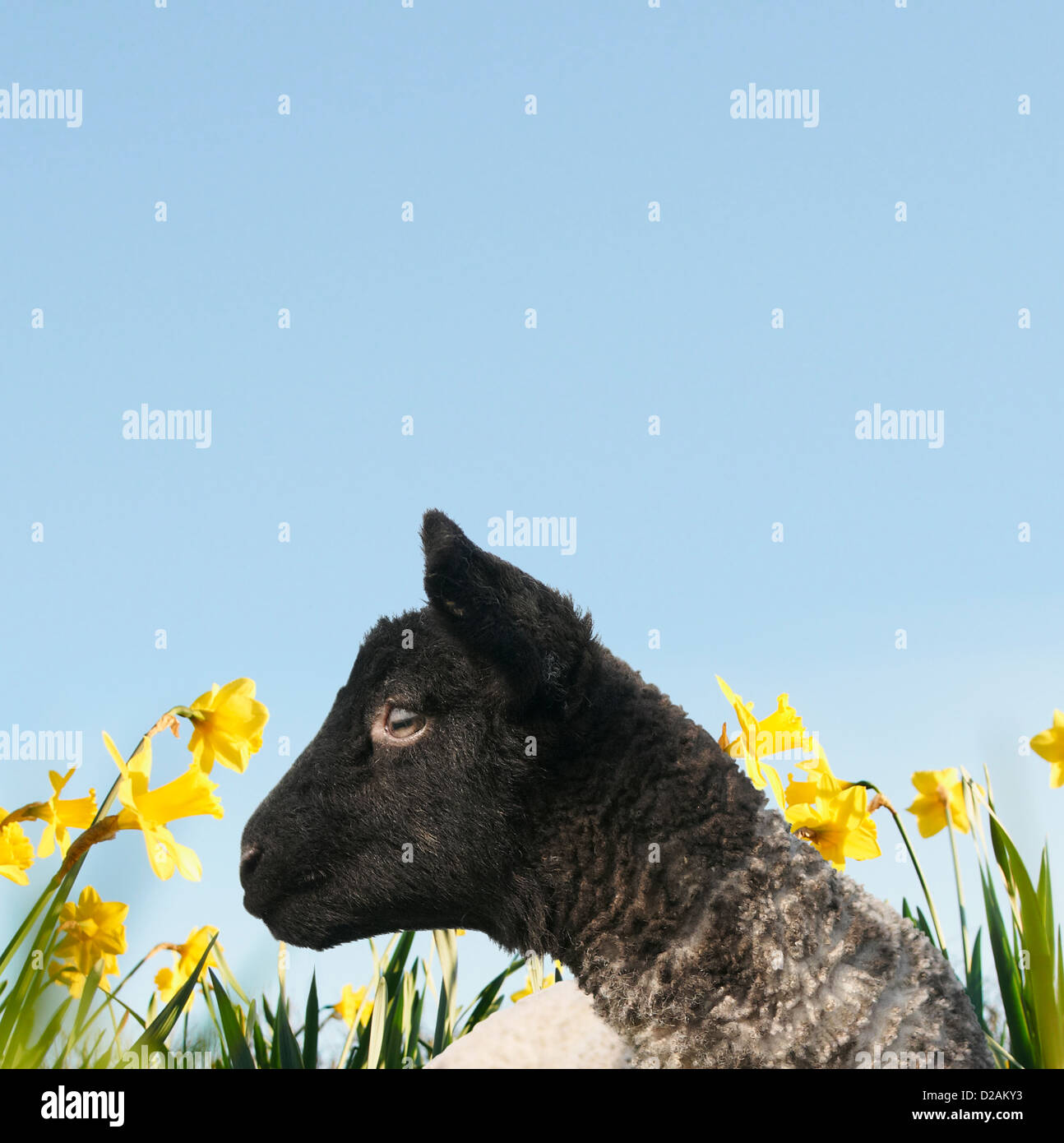 Lamb walking in field of flowers Stock Photo