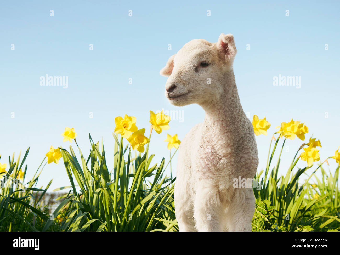 Lamb walking in field of flowers Stock Photo