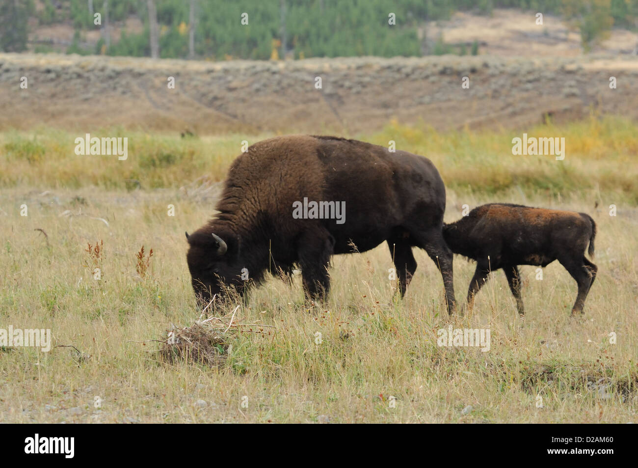 American bison calf nursing in yellowstone hi-res stock photography and ...