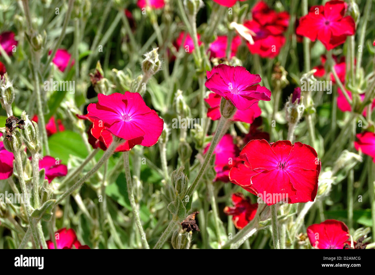 Rose campion (Lychnis coronaria) in bloom, in june, perennial plant