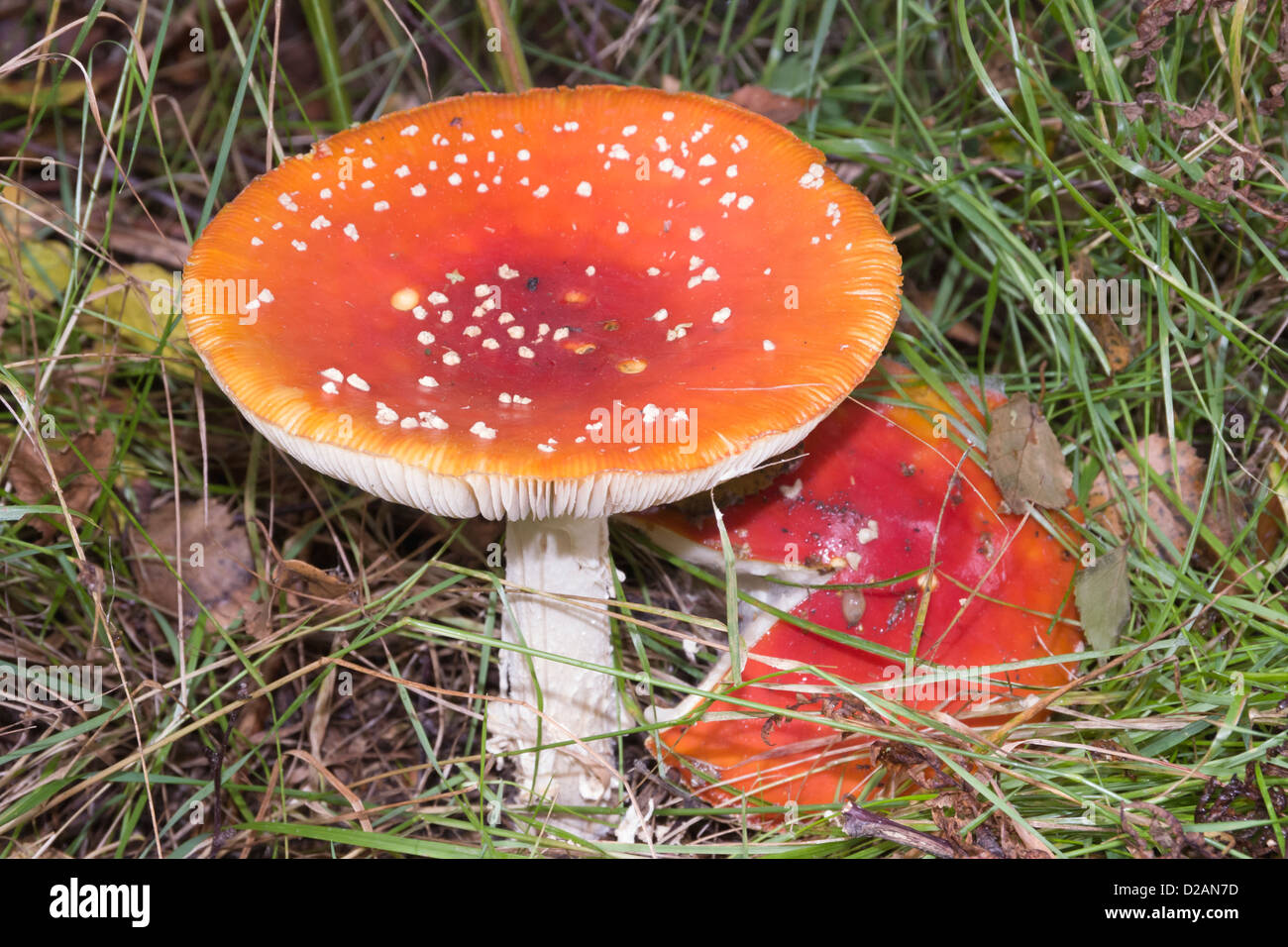 Close-up of a poisonous Fly Agaric (Amanita muscaria) toadstool fungus with red cap and white gills growing in grass. UK Stock Photo