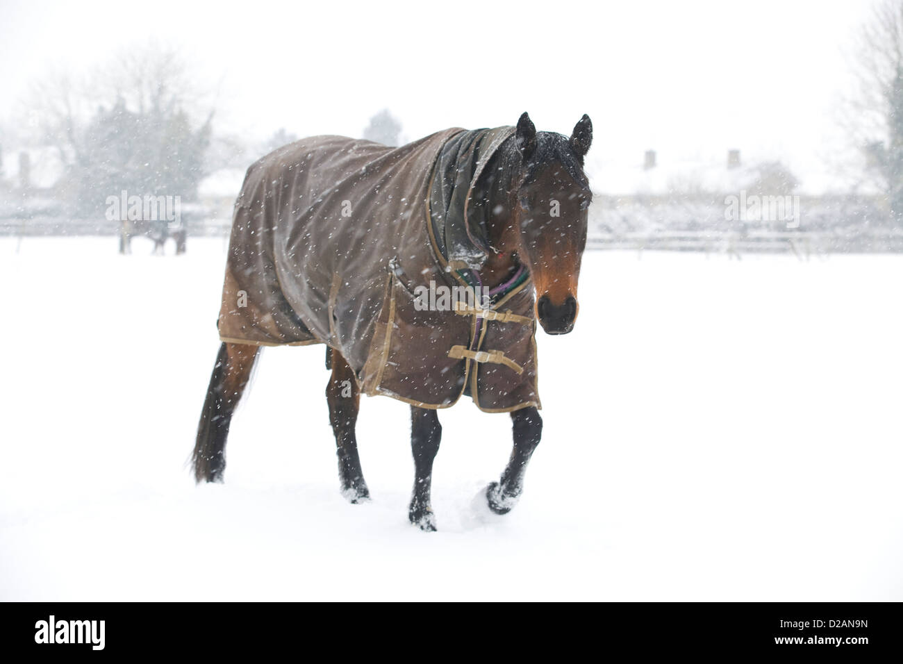 Horses in the Snow keeping warm with Rugs on Equus ferus caballus Stock